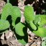Fotografia 3 da espécie Mentha suaveolens do Jardim Botânico UTAD