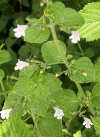 Fotografia da espécie Nepeta cataria