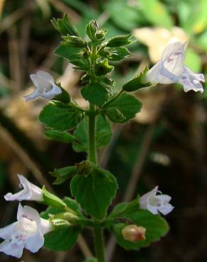 Fotografia 3 da espécie Nepeta cataria no Jardim Botânico UTAD