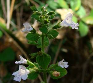 Fotografia da espécie Nepeta cataria