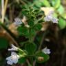 Fotografia 3 da espécie Nepeta cataria do Jardim Botânico UTAD