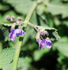 Fotografia da espécie Nepeta x faassenii