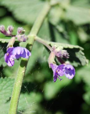 Fotografia 3 da espécie Nepeta x faassenii no Jardim Botânico UTAD