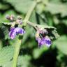 Fotografia 3 da espécie Nepeta x faassenii do Jardim Botânico UTAD