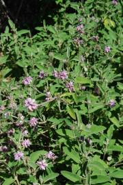 Fotografia da espécie Phlomis purpurea