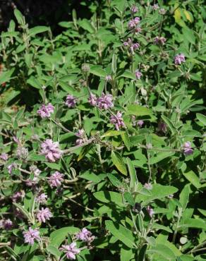 Fotografia 5 da espécie Phlomis purpurea no Jardim Botânico UTAD