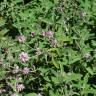 Fotografia 5 da espécie Phlomis purpurea do Jardim Botânico UTAD