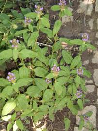 Fotografia da espécie Prunella vulgaris