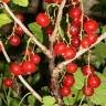 Fotografia 4 da espécie Ribes rubrum do Jardim Botânico UTAD