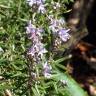 Fotografia 3 da espécie Rosmarinus officinalis var. officinalis do Jardim Botânico UTAD