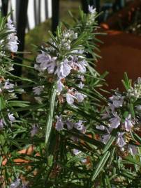 Fotografia da espécie Rosmarinus officinalis var. officinalis