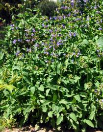 Fotografia da espécie Salvia officinalis