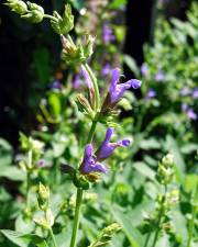 Fotografia da espécie Salvia officinalis