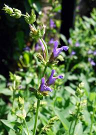 Fotografia da espécie Salvia officinalis