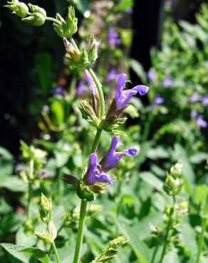 Fotografia 1 da espécie Salvia officinalis no Jardim Botânico UTAD