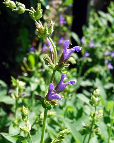 Fotografia de capa Salvia officinalis - do Jardim Botânico