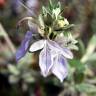 Fotografia 3 da espécie Teucrium fruticans do Jardim Botânico UTAD