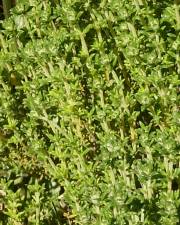 Fotografia da espécie Thymus carnosus