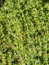 Fotografia da espécie Thymus carnosus