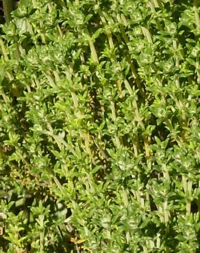 Fotografia 1 da espécie Thymus carnosus no Jardim Botânico UTAD