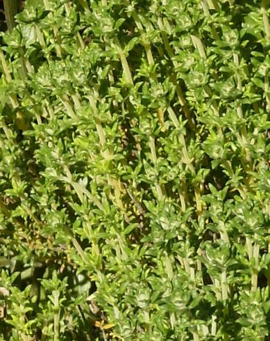 Fotografia de capa Thymus carnosus - do Jardim Botânico