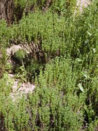 Fotografia da espécie Thymus carnosus