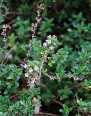 Fotografia 6 da espécie Thymus x citriodorus no Jardim Botânico UTAD