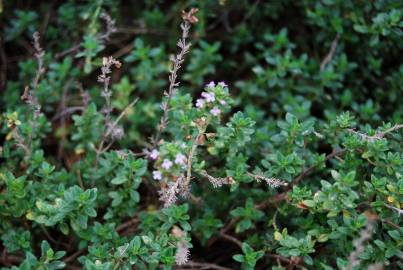 Fotografia da espécie Thymus x citriodorus