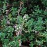 Fotografia 6 da espécie Thymus x citriodorus do Jardim Botânico UTAD