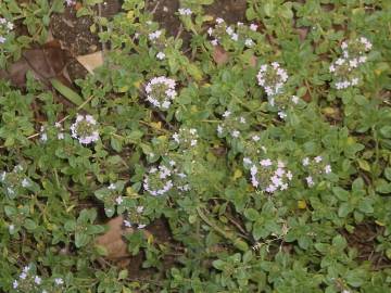 Fotografia da espécie Thymus x citriodorus