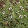 Fotografia 7 da espécie Thymus x citriodorus do Jardim Botânico UTAD