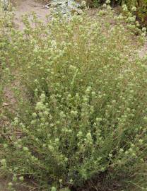 Fotografia da espécie Thymus mastichina