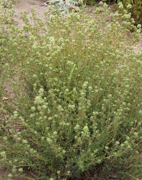 Fotografia 4 da espécie Thymus mastichina no Jardim Botânico UTAD