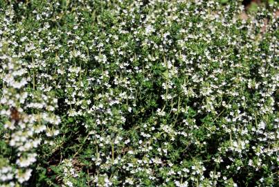 Fotografia da espécie Thymus vulgaris subesp. vulgaris