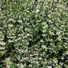 Fotografia 3 da espécie Thymus vulgaris subesp. vulgaris do Jardim Botânico UTAD