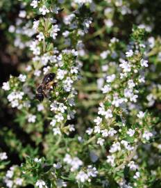 Fotografia da espécie Thymus vulgaris subesp. vulgaris