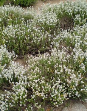 Fotografia 6 da espécie Thymus zygis subesp. zygis no Jardim Botânico UTAD