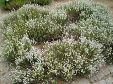 Fotografia da espécie Thymus zygis subesp. zygis