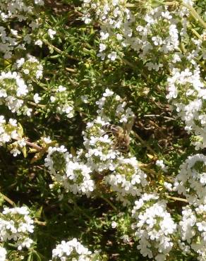 Fotografia 7 da espécie Thymus zygis subesp. zygis no Jardim Botânico UTAD