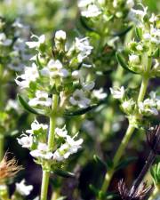 Fotografia da espécie Thymus zygis