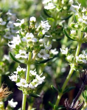 Fotografia 1 da espécie Thymus zygis subesp. zygis no Jardim Botânico UTAD