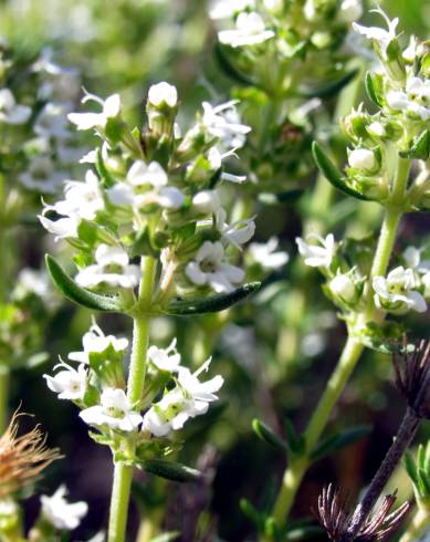 Fotografia de capa Thymus zygis subesp. zygis - do Jardim Botânico