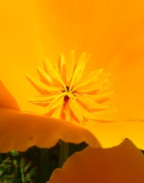 Fotografia 3 da espécie Eschscholzia californica subesp. californica no Jardim Botânico UTAD