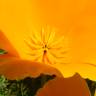 Fotografia 3 da espécie Eschscholzia californica subesp. californica do Jardim Botânico UTAD