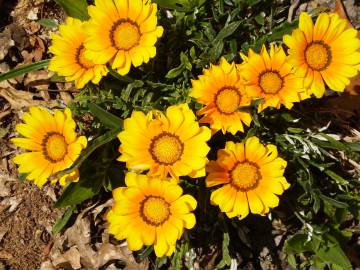 Fotografia da espécie Gazania rigens