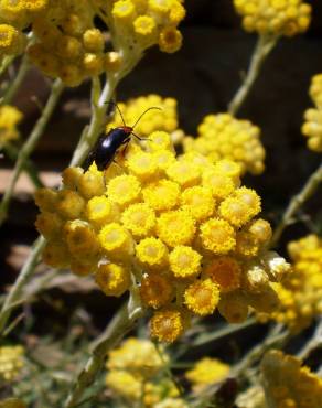 Fotografia 3 da espécie Helichrysum stoechas no Jardim Botânico UTAD