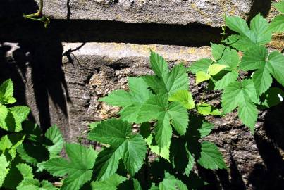 Fotografia da espécie Humulus lupulus