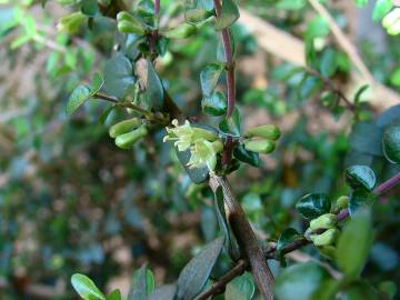 Fotografia da espécie Lonicera nitida