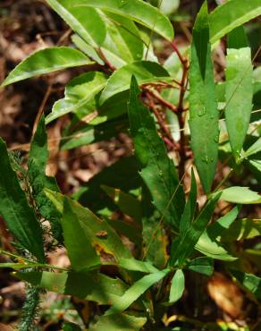 Fotografia 2 da espécie Mahonia japonica no Jardim Botânico UTAD