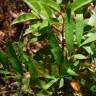Fotografia 2 da espécie Mahonia japonica do Jardim Botânico UTAD